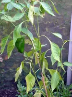 SDC12390.webp