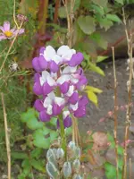 SDC12401.webp