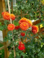 SDC12384.webp