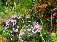 SDC12396.webp