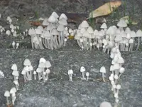 DSCF4774.webp