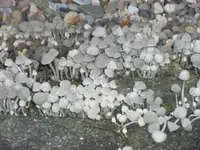 DSCF4770.webp