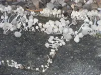 DSCF4771.webp