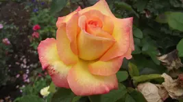 7.10.2010 005.webp
