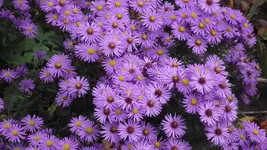 7.10.2010 006.webp