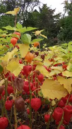 7.10.2010 008.webp