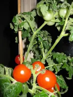 IMG_1271.webp