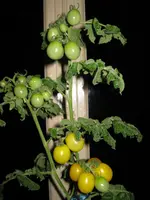 IMG_1269.webp