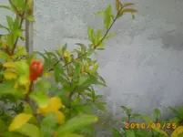 PICT0062.webp