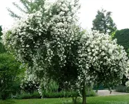 RamblingRectorImObstbaum.webp