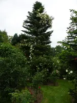 Alister+Stella+Gray+im+Baum.webp
