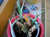Orchideen 001.webp