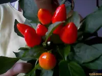 image201010080001.webp