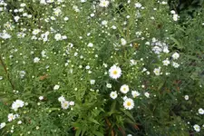 aster.webp