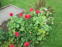 IMG_2587.webp