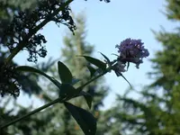 2010 10 08 064.webp