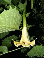 883_ET_883.webp