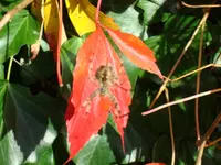 2010 10 08 017_JOLD375b.webp