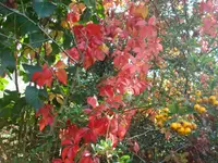 2010 10 08 049.webp