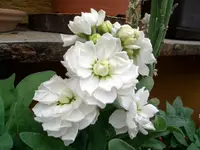 Levkoje.webp