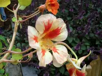 K-kresse.webp