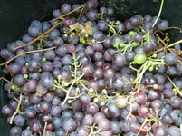 P1010100.webp