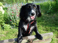moppel mit geschirr3.webp