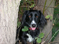 moppel.webp