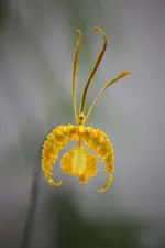 Schmetterling.webp