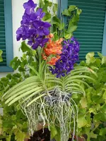 Wandas 4.webp