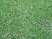 Rasen Okt 2010 001.webp