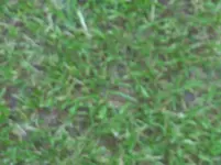 Rasen Okt 2010 002.webp