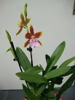 Gelbbraun mit rosa Zunge 2.webp