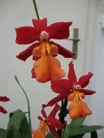 Rot-orange 1.webp