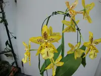 Lilienartig gelb 1.webp