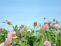 Herbsttag 2.webp