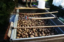 Kartoffelernte 2010.webp