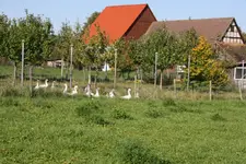Opa's Gänse.webp