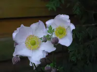 IMGP5388.webp