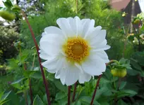 Dahlie 10-18.webp