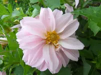 Dahlie 10-17.webp