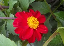 Dahlie 10-19.webp