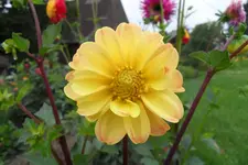Dahlie 10-20.webp