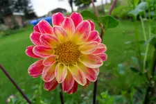 Dahlie 10-24.webp