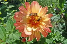Dahlie 10-26.webp