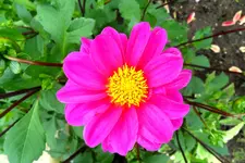 Dahlie 10-25.webp
