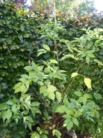 Garten Herbst 10 023.webp