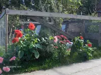 HPIM5505.webp