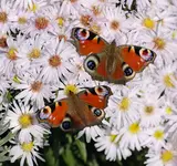 Weiße Astern mit Tagpfauenauge.webp