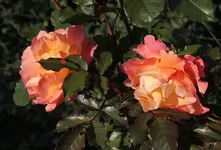 Westerland.webp